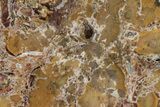 Polished Petrified Tropical Hardwood Slab - Texas #236489-1